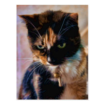 Green Eyed Calico Cat in Meditative Mood Post Cards