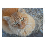 Green eyed kitty card