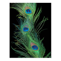 Green Feathers with Black Postcard