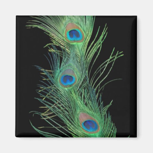 Green Feathers with Black Refrigerator Magnet