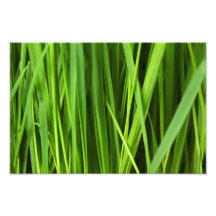 Green Grass background Photo Art