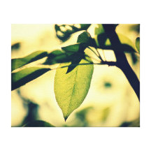 Green Leaf Canvas Wrap Canvas Prints