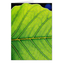 Green Leaf Leaves Card