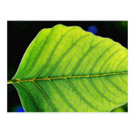 Green Leaf Leaves Post Cards