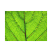 Green Leaf Macro Canvas Print