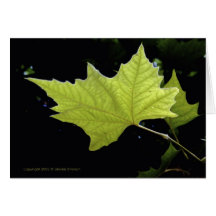 Green Leaf Note Cards