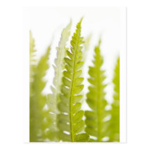 Green Leaves, Green Plant, Plants, Earth Postcard