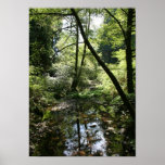 "Green Peace", Muir Woods Poster