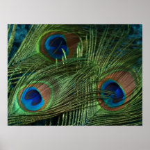 Green Peacock Feather Posters