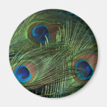 Green Peacock Feathers Fridge Magnets