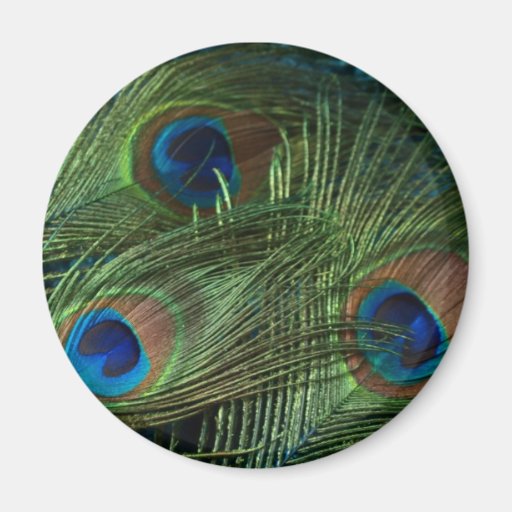 Green Peacock Feathers Fridge Magnets