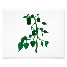 Green peppers on green plant graphic photo art