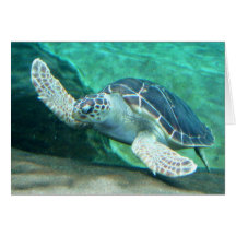Green Sea Turtle Card