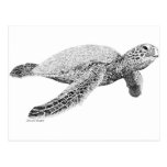 Green Sea Turtle Postcards