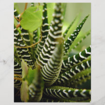 Green Spiky little striped cactus Flyer