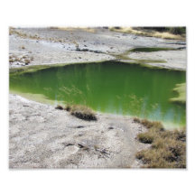 Green Swamp Photo