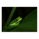 Green Tree Frog ATC Photo Card Business Card Template