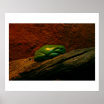 Green Tree Frog Print