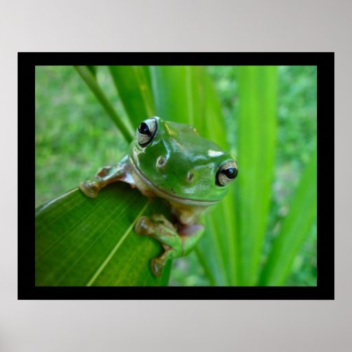  - green_tree_frog_posters_prints-r13c94a2e8ac446b6bd16865f05a7935a_veds_8byvr_512