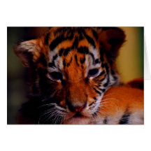 Greeting Card Blank Tiger Cub