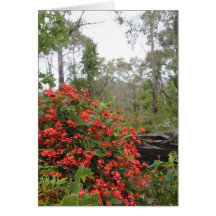 GREETING CARD - Coral creeper