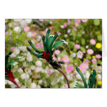 GREETING CARD - Kangaroo Paw