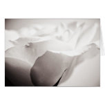 Greeting Card, White Rose, fine art photography