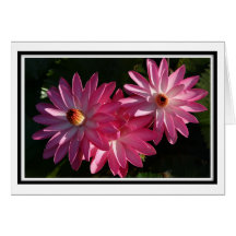 GreetingCard-Pink water lilies