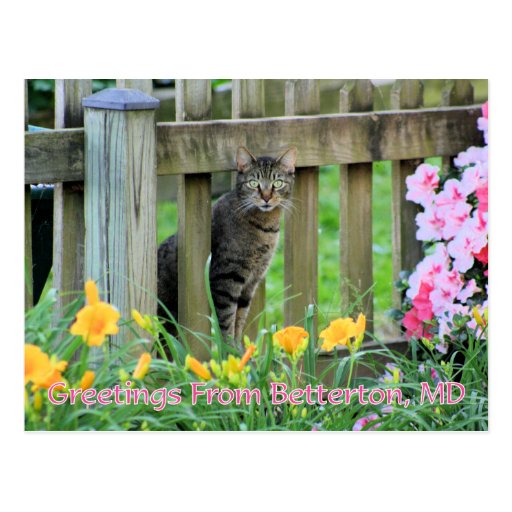Greetings From Betterton, MD Cat Photography Post Card