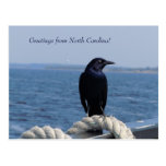 Greetings from North Carolina (Black Bird) Postcards