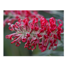 grevillea flower postcard