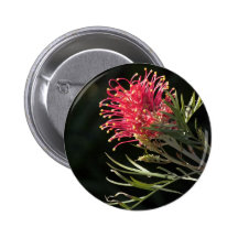 Grevillea "Silvia" Pin
