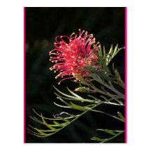 Grevillea "Silvia" Post Card
