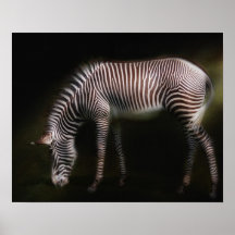Grevys Zebra Poster