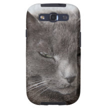Grey cat