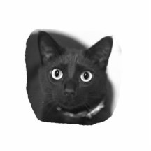 Grey Cat Big Eyes BW Picture Cut Out