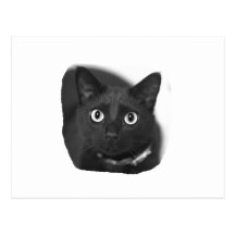 Grey Cat Big Eyes BW Picture Postcards