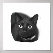 Grey Cat Big Eyes BW Picture Posters