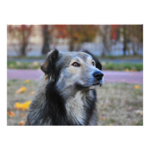 Grey dog custom announcement