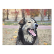 Grey dog custom announcements