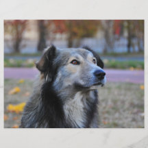 Grey dog custom flyer