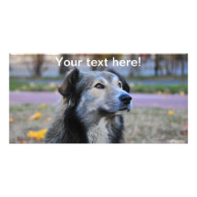 Grey dog customized photo card
