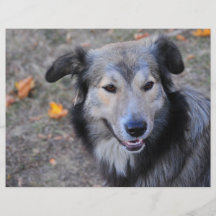 Grey dog full color flyer