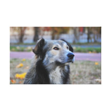 Grey dog gallery wrapped canvas