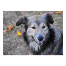 Grey dog invites