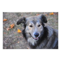 Grey dog photo art