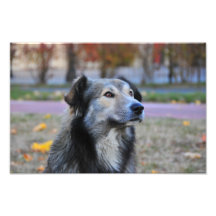 Grey dog photograph