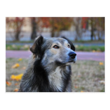 Grey dog post cards