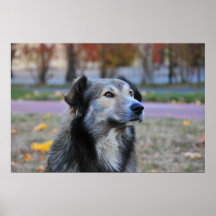 Grey dog print