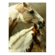 Grey Eventing Horse Postcard